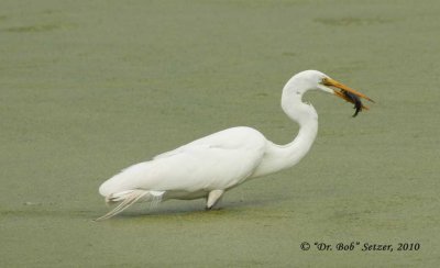 7302-Great Egret with fish