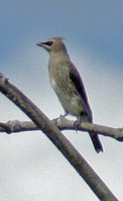 4049-Waxwing-juvenile.jpg