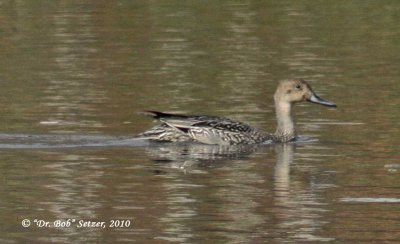 9929-Northern-Pintail female