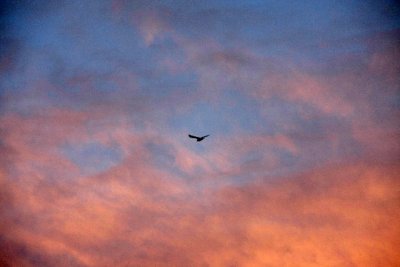 Seagull at sunset