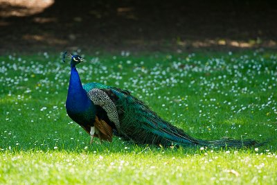 Parc du Chateau de Sauvage _015.jpg