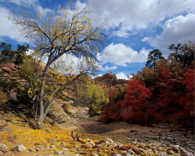 8 East Zion Fall