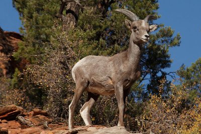 24 Desert bighorn sheep