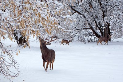 12 Foraging in the snow