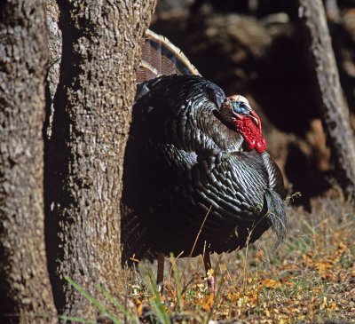 52 Turkey behind a tree