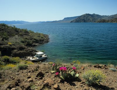 10 Our little boat, and beavertail cactus blooming on shore.