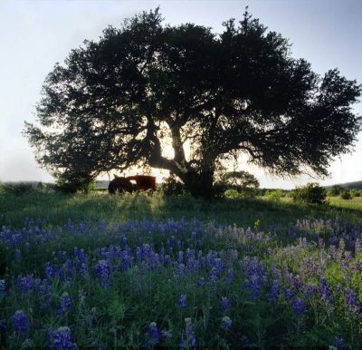 Texas Wildflowers 2010