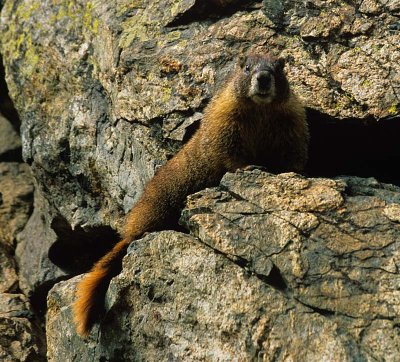 30 Marmot