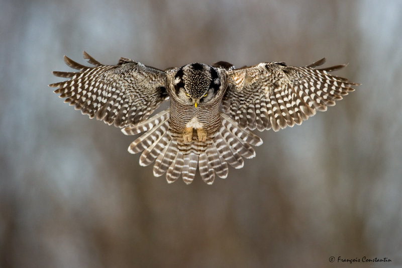 Chouette pervire -- Northern Hawk-Owl