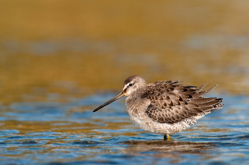 Bcassin  long bec -- Long-billed Dowitcher