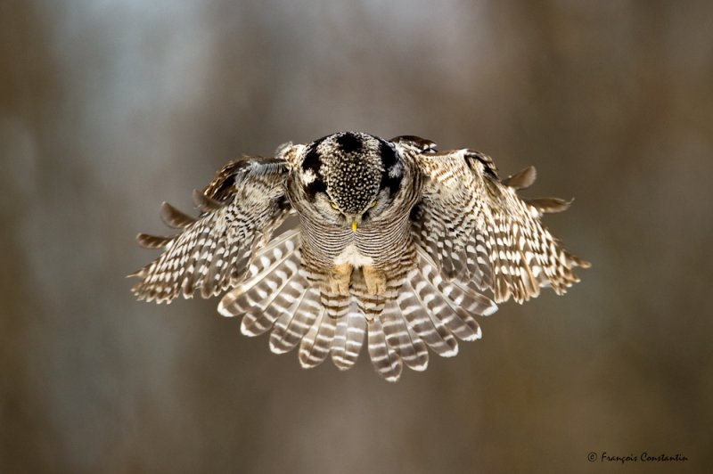 Chouette pervire -- Northern Hawk-Owl