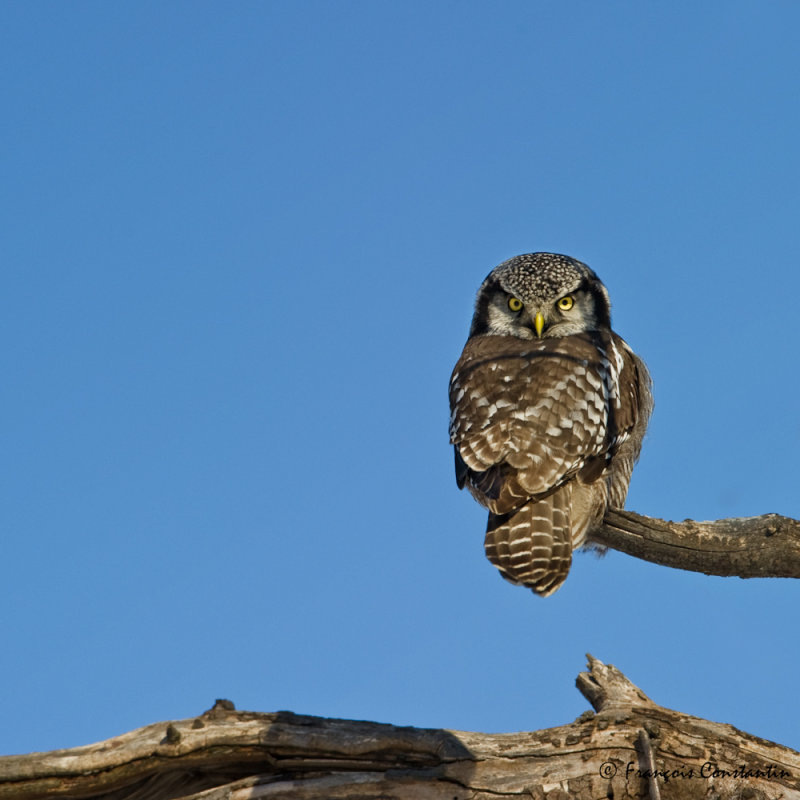 Chouette pervire -- Northern Hawk-Owl