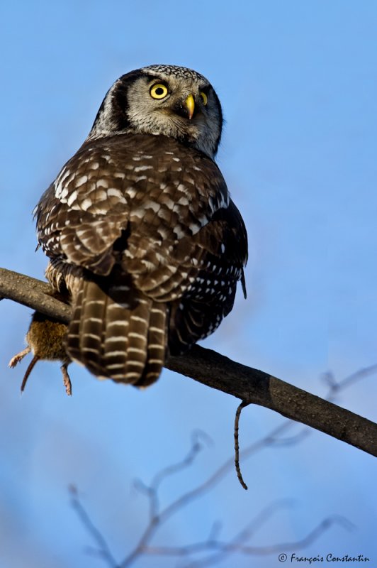 Chouette pervire avec mulot -- Northern Hawk-Owl