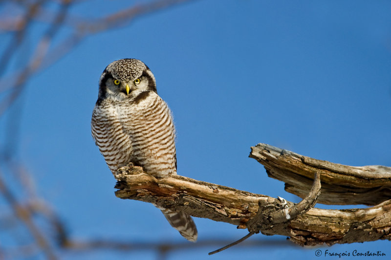 Chouette pervire -- Northern Hawk-Owl