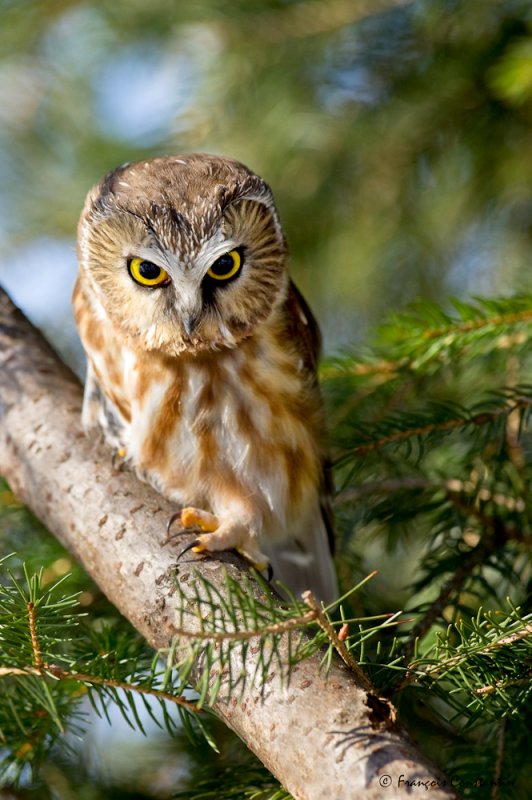 Petite nyctale -- Northern Saw-whet Owl