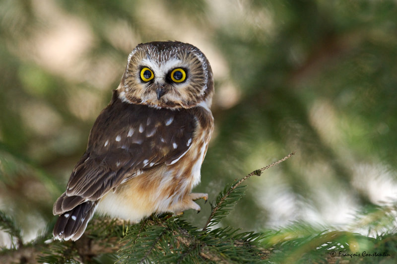 Petite nyctale -- Northern Saw-whet Owl