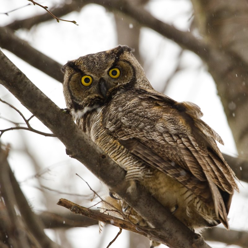 Grand-duc -- Great Horned Owl