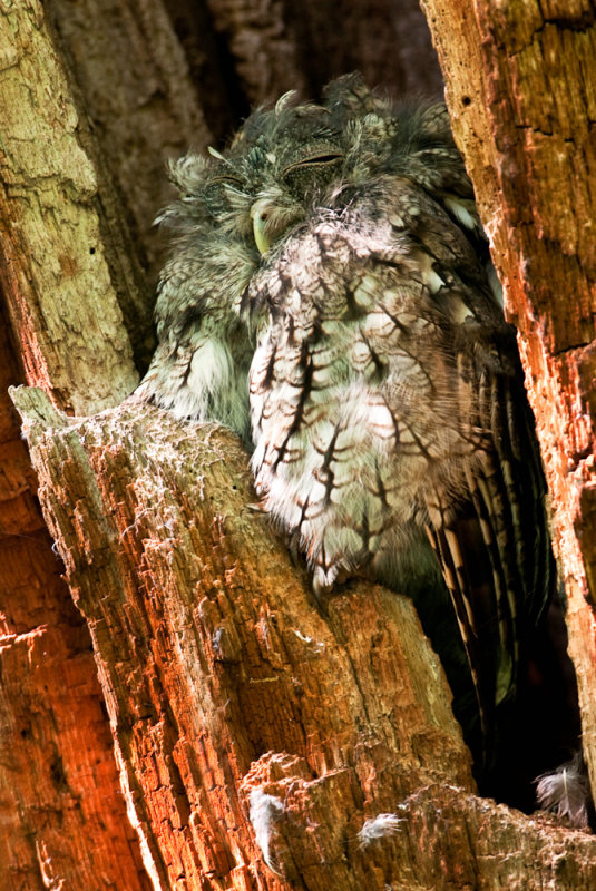 Petit-duc macul -- Eastern Screech Owl, gray morph