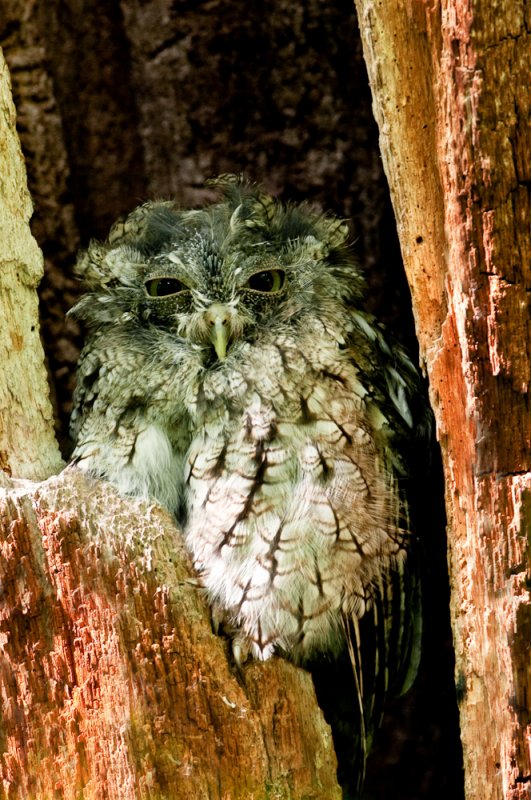 Petit-duc macul -- Eastern Screech Owl, gray morph