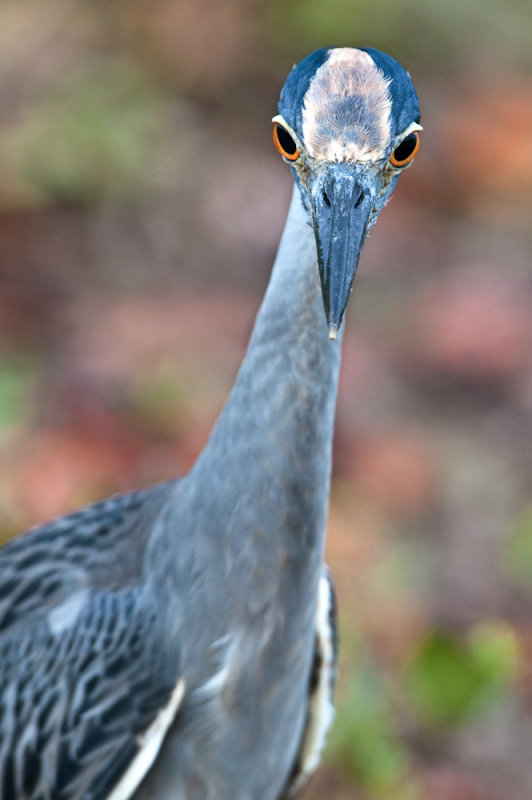 Bihoreau violac -- Yellow-crowned Night Heron