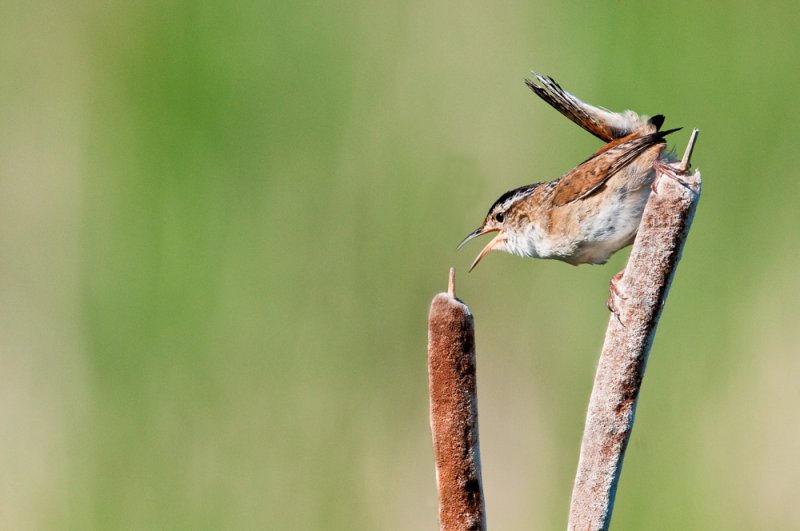 Troglodyte des marais -- Marsh Wren