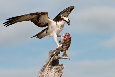 Balbuzards pêcheurs