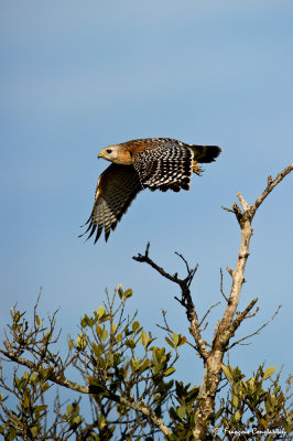 Buse  paulettes -- Red-shouldered Hawk