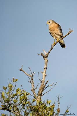 Buse  paulettes -- Red-shouldered Hawk