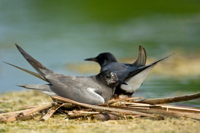 Guifettes noires -- Black Tern