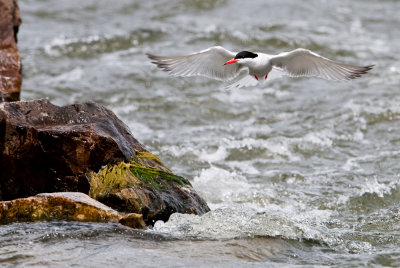 Sterne pierregarin -- Common Tern
