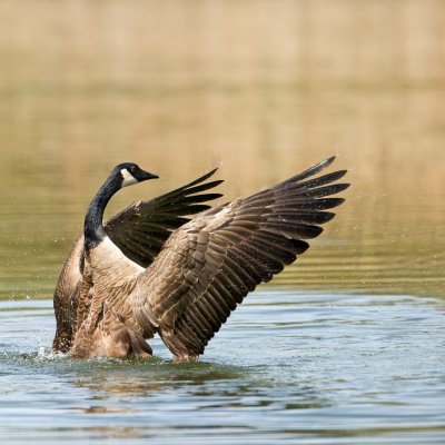 Bernache du Canada -- Canada Goose