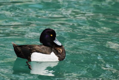 Fuligule morillon, mle -- Tufted Duck, male