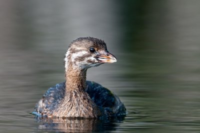 Grbe  bec bigarr  -- Pied-billed Grebe