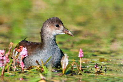 Gallinule poule deau -- Common Moorhen