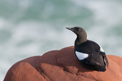 Guillemots