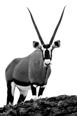 Oryx gemsbok