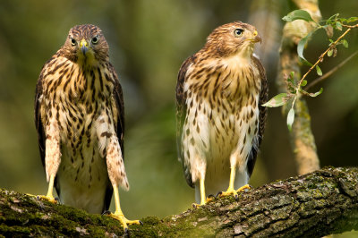 pervier de Cooper --Cooper's Hawk