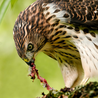 Épervier de Cooper --Cooper's Hawk