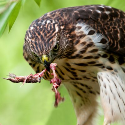 Épervier de Cooper --Cooper's Hawk