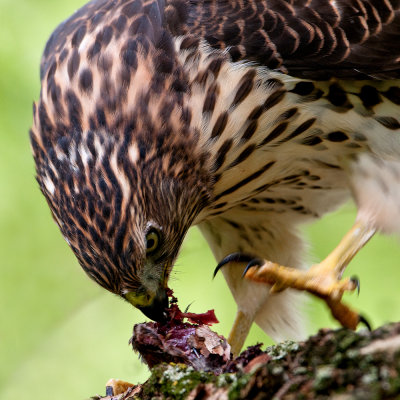 Épervier de Cooper --Cooper's Hawk