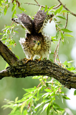 Épervier de Cooper --Cooper's Hawk