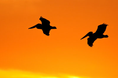 Plicans bruns en Floride