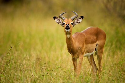 Impala