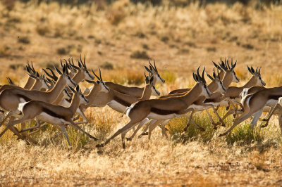 Springbok fuyant un gupard