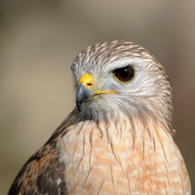 Buse  paulettes -- Red-shouldered Hawk