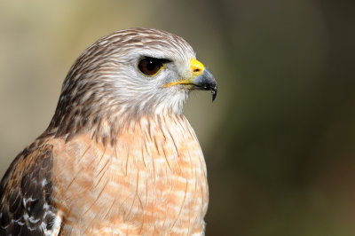 Buse  paulettes -- Red-shouldered Hawk