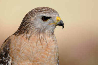Buse  paulettes -- Red-shouldered Hawk