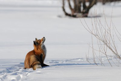 Renard roux