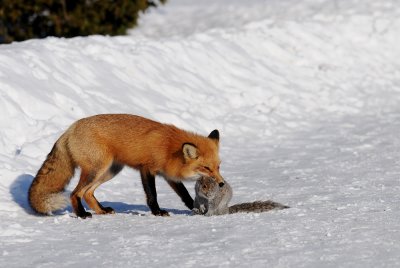 Renard roux