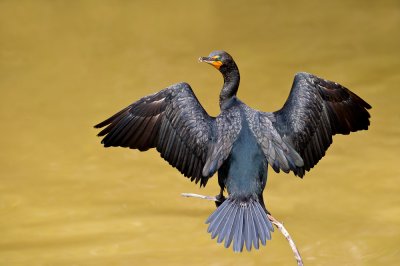Cormoran  aigrettes -- Double-crested cormoran